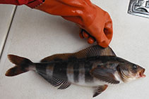 Image of Pleurogrammus monopterygius (Atka mackerel)