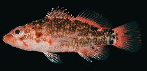 Image of Plectranthias nanus (Bownband perchlet)