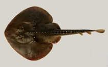 Image of Platyrhina sinensis (Chinese fanray)
