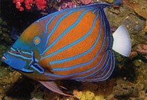 Image of Pomacanthus annularis (Bluering angelfish)