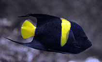 Image of Pomacanthus asfur (Arabian angelfish)