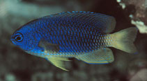 Image of Pomacentrus caeruleus (Caerulean damsel)