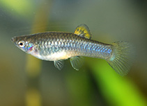 Image of Poecilia caucana (Cauca molly)