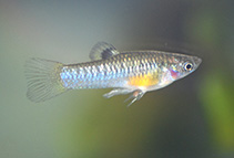 Image of Poecilia caucana (Cauca molly)