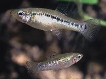 Image of Poecilia latipunctata (Broadspotted molly)