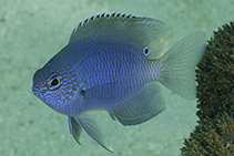 Image of Pomacentrus limosus (Muddy damsel)