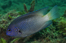 Image of Pomacentrus limosus (Muddy damsel)