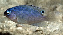 Image of Pomacentrus polyspinus (Thai damsel)