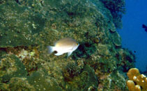 Image of Pomacentrus stigma (Blackspot damsel)