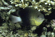 Image of Pomacentrus xanthosternus (Yellowbreasted damsel)
