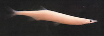Image of Protosalanx hyalocranius (Clearhead icefish)