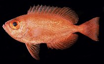 Image of Priacanthus nasca (Nasca bigeye)