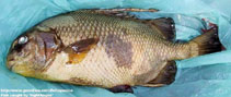 Image of Proteracanthus sarissophorus 