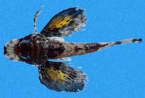 Image of Prionotus stephanophrys (Lumptail searobin)