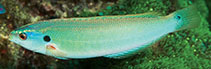 Image of Pseudocoris bleekeri (Philippines wrasse)