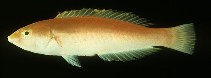 Image of Pseudojuloides cerasinus (Smalltail wrasse)