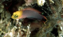 Image of Pseudochromis elongatus (Elongate dottyback)