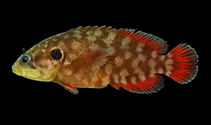 Image of Pseudogramma gregoryi (Reef bass)
