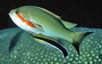 Image of Pseudanthias huchtii (Red-cheeked fairy basslet)