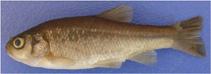 Image of Pseudophoxinus maeandri (Apamean spring minnow)