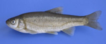 Image of Pseudophoxinus maeandricus (Menderes brook minnow)