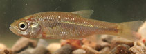 Image of Pelasgus minutus (Ohrid minnow)