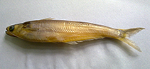 Image of Pseudeutropius mitchelli 