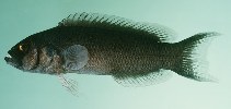 Image of Pseudochromis moorei (Jaguar dottyback)