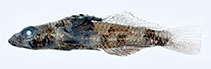 Image of Psammogobius pisinnus (Sandslope goby)