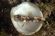 Image of Psammogobius pisinnus (Sandslope goby)