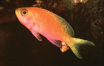 Image of Pseudanthias pulcherrimus (Resplendent goldie)