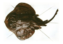 Image of Psammobatis scobina (Raspthorn sand skate)