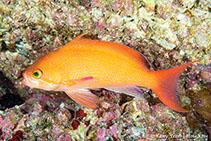 Image of Pseudanthias squamipinnis (Sea goldie)