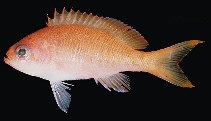 Image of Pseudanthias townsendi (Townsend\