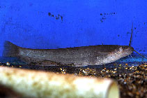 Image of Pterocryptis berdmorei 