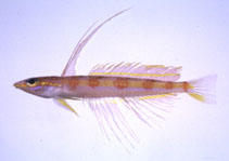 Image of Pteropsaron evolans 