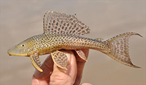 Image of Pterygoplichthys multiradiatus (Orinoco sailfin catfish)