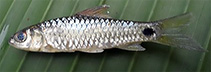 Image of Puntius euspilurus (The Slim barb)