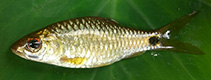 Image of Puntius ocellus (Tail eyed puntius)