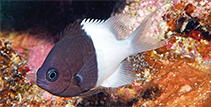 Image of Pycnochromis iomelas (Half-and-half chromis)