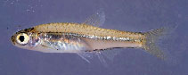 Image of Rasbora amplistriga 