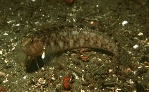 Image of Rathbunella hypoplecta (Stripefin ronquil)