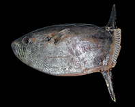 Image of Ranzania laevis (Slender sunfish)