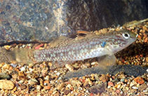 Image of Redigobius leveri 