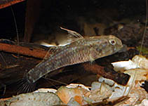 Image of Redigobius nanus 