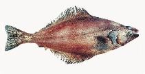 Image of Atheresthes stomias (Arrow-tooth flounder)