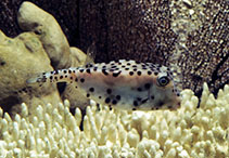 Image of Rhynchostracion nasus (Shortnose boxfish)