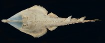 Image of Glaucostegus thouin (Thouin ray)