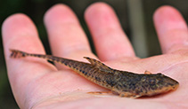Image of Rineloricaria longicauda (Elongated whiptail catfish)