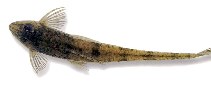 Image of Rineloricaria magdalenae 